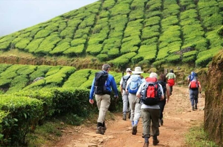 From Munnar: Tea Factory, Plantation, and National Park Tour - How the timing affects your experience