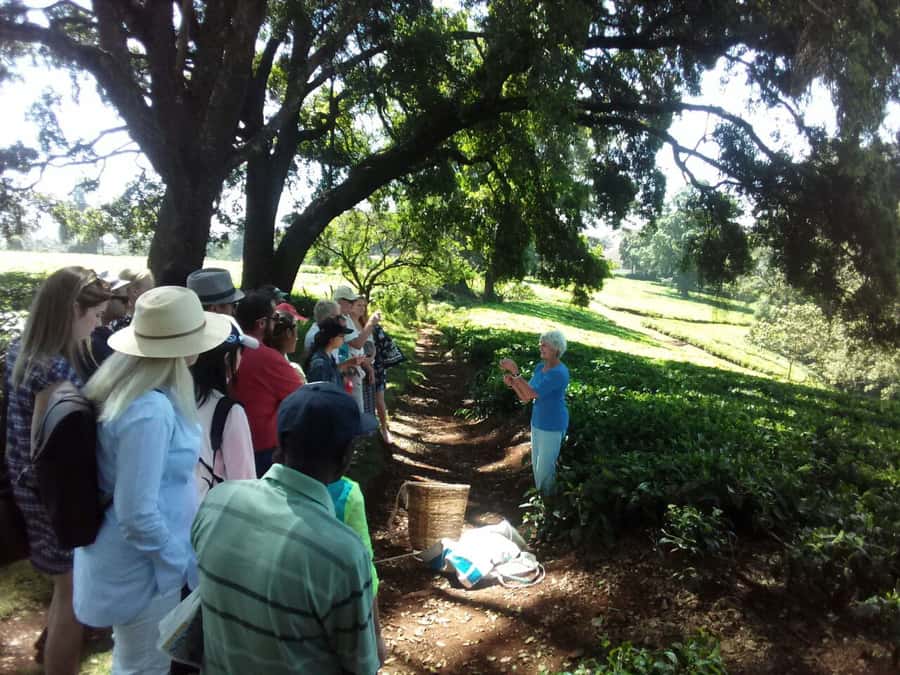 From Nairobi: Kiambethu Tea Farm Tour & Lunch - Into the indigenous forest