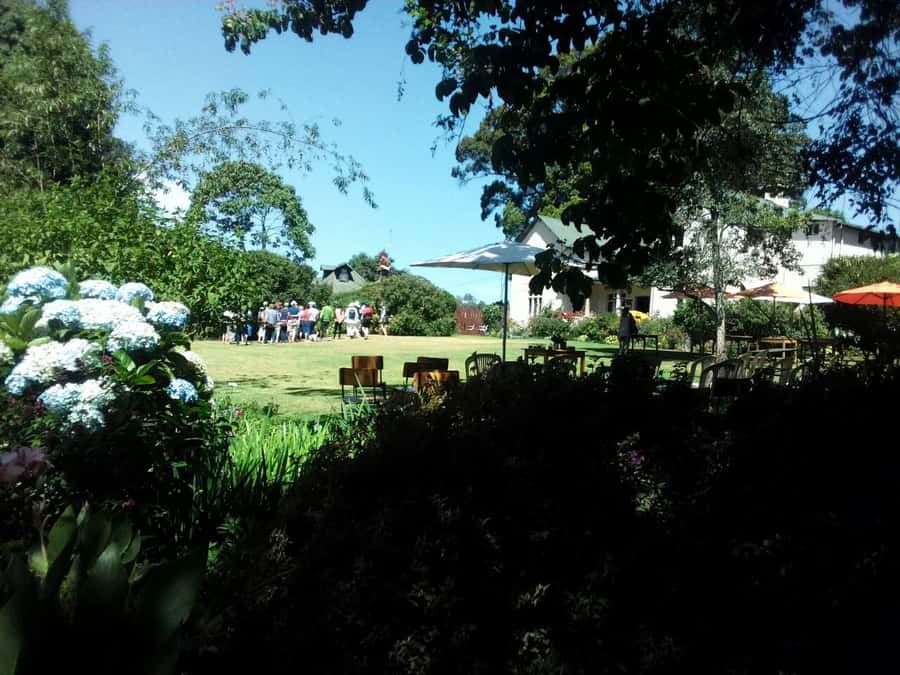 From Nairobi: Kiambethu Tea Farm Tour & Lunch - Group size, guiding, and the pace of the day