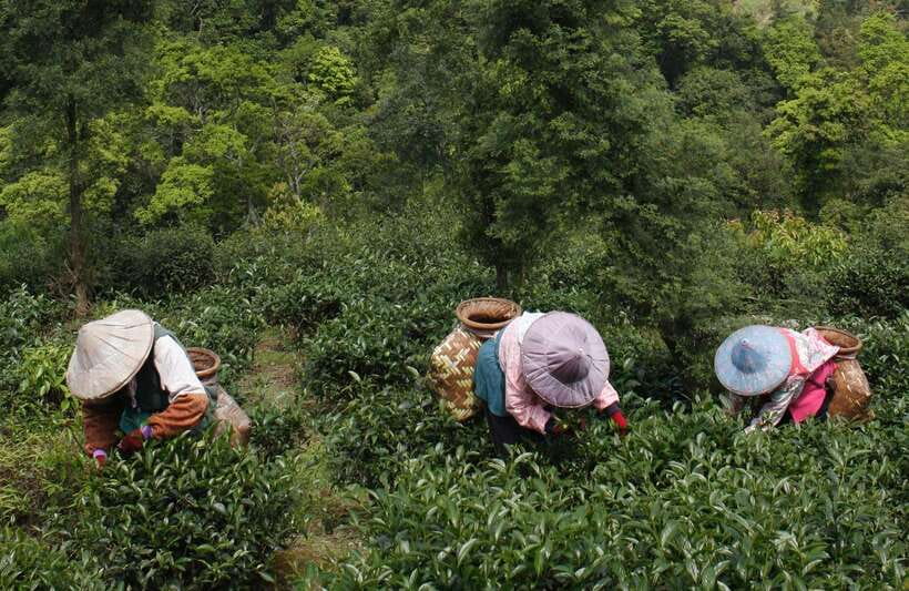 From Taipei: Thousand Island Lake and Pinglin Tea Plantation - Timing, groups, and pickup choices