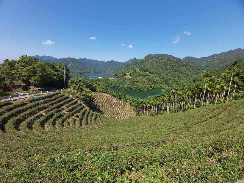 From Taipei: Thousand Island Lake and Pinglin Tea Plantation - Bagua Tea Garden and the shape of the fields