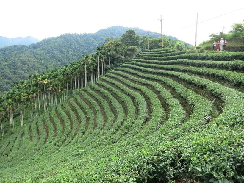 From Taipei: Thousand Island Lake and Pinglin Tea Plantation - Pinglin Tea Plantation and Wenshan Pouchong