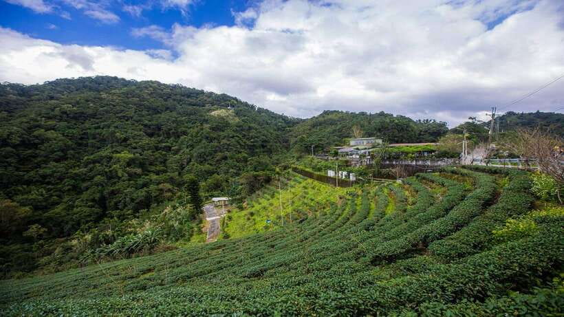 From Taipei: Thousand-Island Lake & Tea Museum Private Tour - Tea tasting at a local tea house