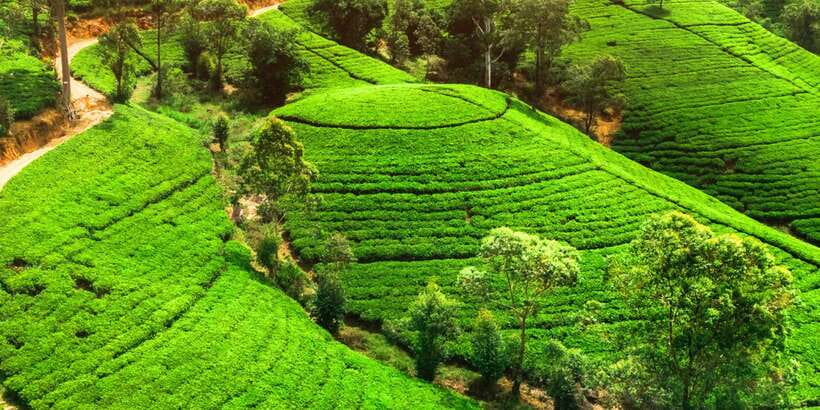 From west coast: Kandy, Tooth temple, Botanical & Tea garden - Key points to know before booking
