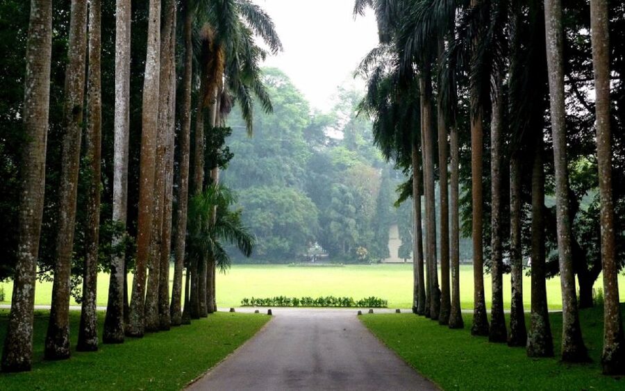 From west coast: Kandy, Tooth temple, Botanical & Tea garden - Tea estate and factory visit