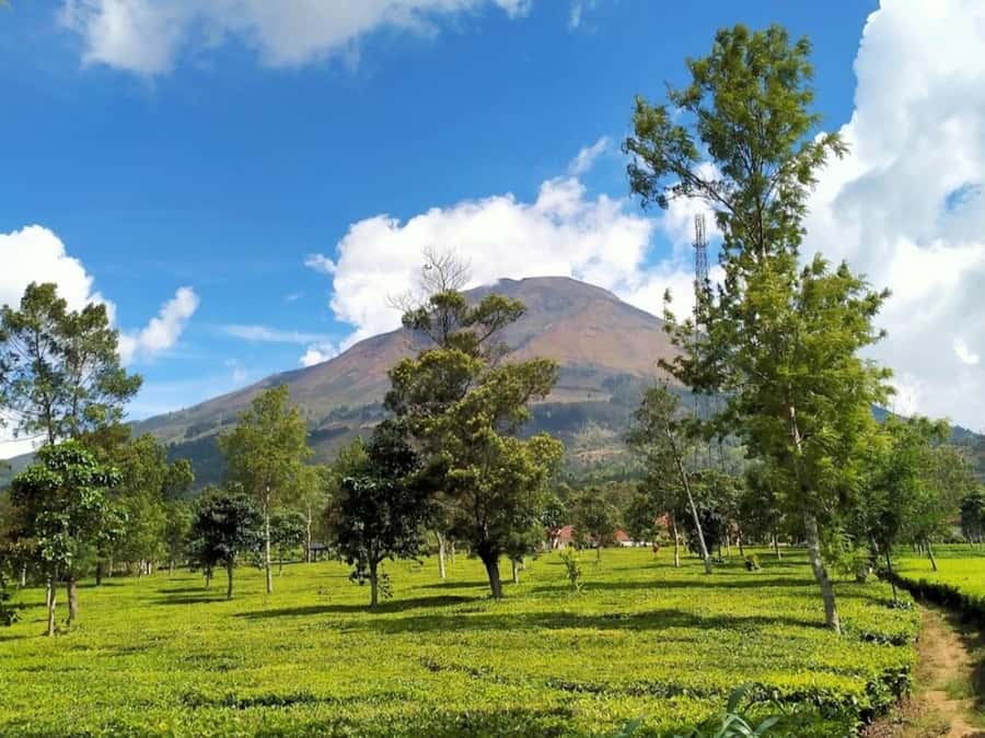 From Yogyakarta: Dieng Tour, Golden Sunrise & Tea Plantation - Midnight from Yogyakarta to the Dieng highlands