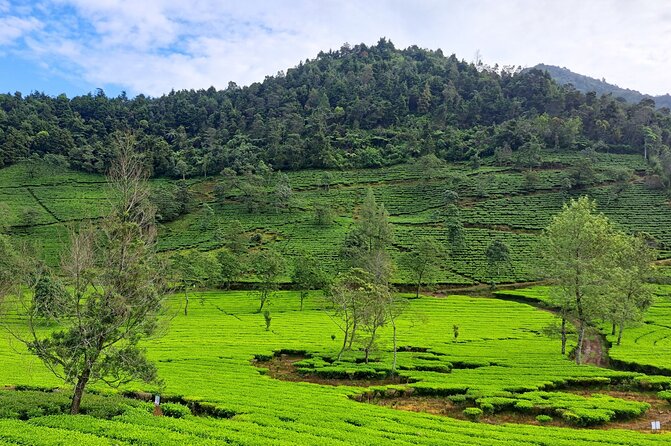Full-Day Adventure: Tea Plantation & the Mystical Dieng Plateau - Who should book this Dieng day trip?