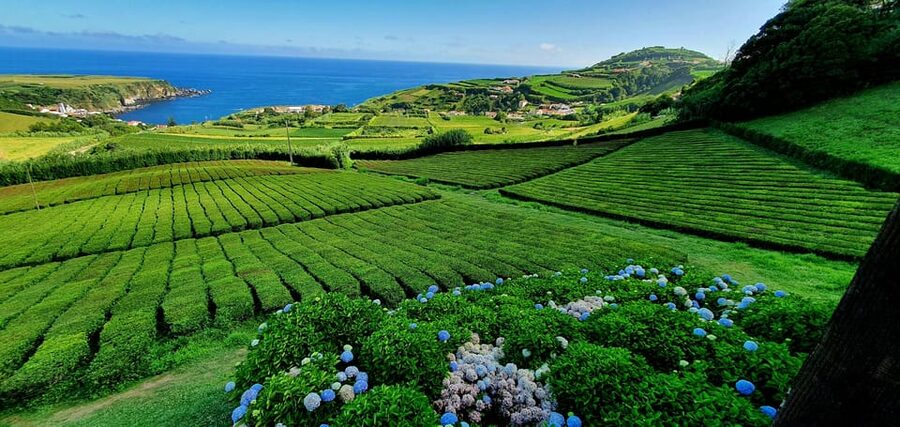 Full Day: Furnas, Tea Plantations & More With Lunch - A small van changes the feel of the day