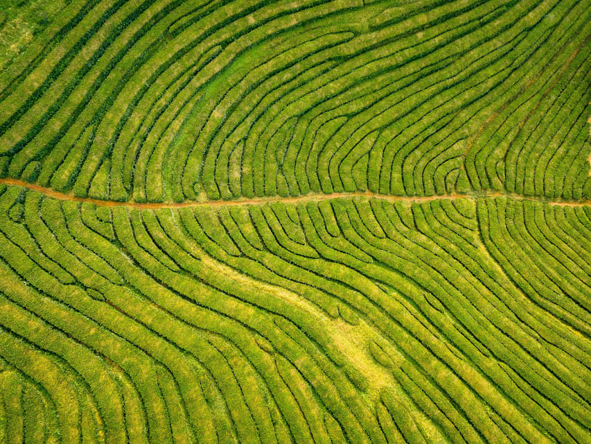 Full Day: Furnas, Tea Plantations & More With Lunch - Eric’s guiding style is a major part of the value