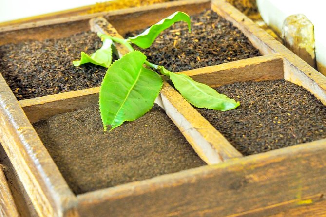 Full Day Guided Tea Route Mauritius: Including Lunch - Bois Cheri and the mechanics of tea
