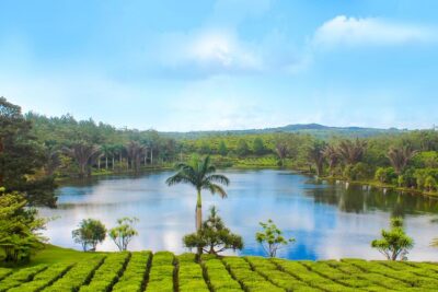Full Day Guided Tea Route Mauritius: Including Lunch