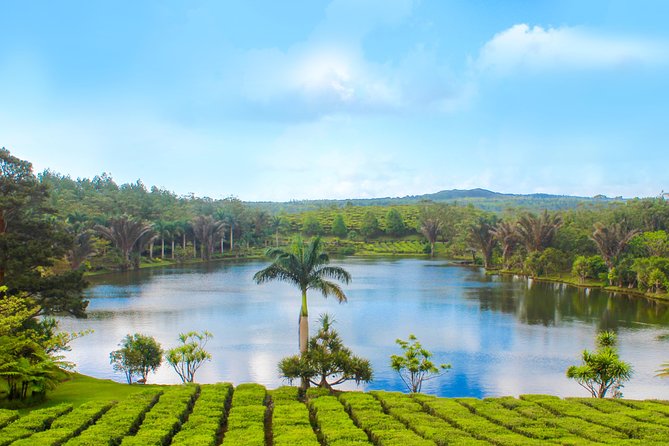 Full Day Guided Tea Route Mauritius: Including Lunch - Saint Aubin: sugar cane, rum, and lunch