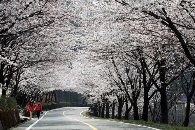 Full-day Hadong, Gwangyang, Cherry blossom, Green Tea Fields Private Tour - Key points to know before booking