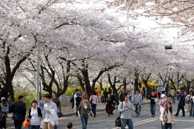 Full-day Hadong, Gwangyang, Cherry blossom, Green Tea Fields Private Tour - Why Hadong makes a better spring day trip than a city park