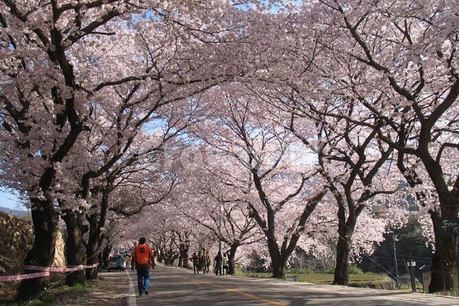 Full-day Hadong, Gwangyang, Cherry blossom, Green Tea Fields Private Tour - Hwagae Market, a useful break after the flowers