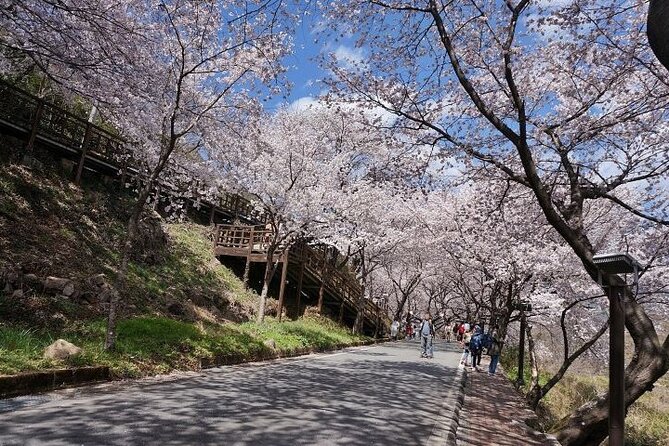 Full-day Hadong, Gwangyang, Cherry blossom, Green Tea Fields Private Tour - Ssanggyesa Temple and Jirisan’s old tea country