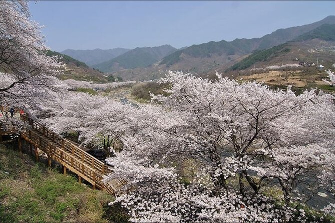 Full-day Hadong, Gwangyang, Cherry blossom, Green Tea Fields Private Tour - Dosim Dawon and the oldest tea-growing tradition
