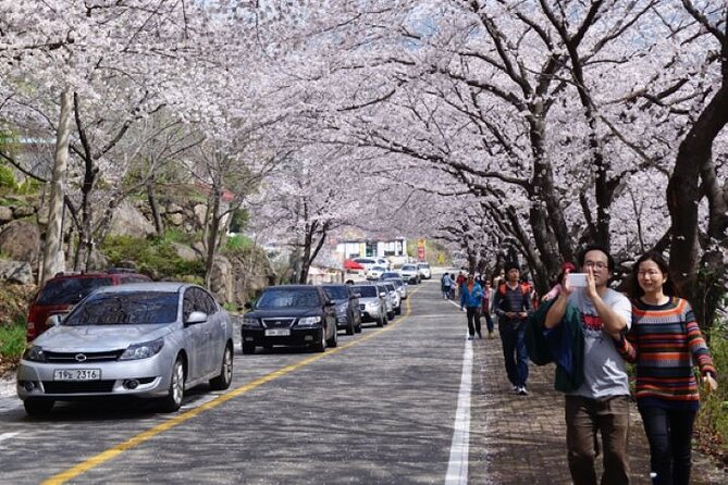 Full-day Hadong, Gwangyang, Cherry blossom, Green Tea Fields Private Tour - Gwangyang Maehwa Village and Korean plum syrup
