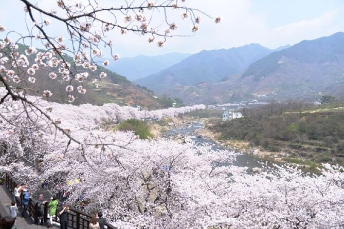 Full-day Hadong, Gwangyang, Cherry blossom, Green Tea Fields Private Tour - Gwangyang bulgogi for the final meal