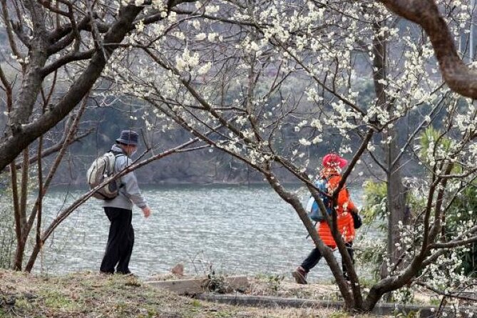 Full-day Hadong, Gwangyang, Cherry blossom, Green Tea Fields Private Tour - Seomjin River and the first cherry blossom walk