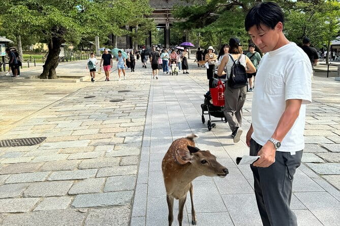 Full Day Nara Deer, Temple, Shrine, Activities & Tea Ceremony - Kasuga Taisha and Nara’s lantern-lined approach