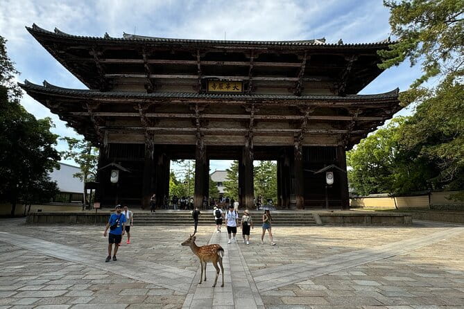Full Day Nara Deer, Temple, Shrine, Activities & Tea Ceremony - Nara Park and the deer encounter