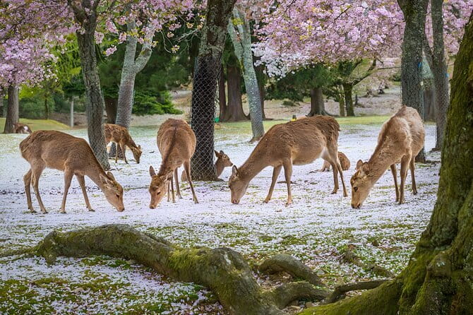 Full Day Nara Deer, Temple, Shrine, Activities & Tea Ceremony - Gangoji and the demon story
