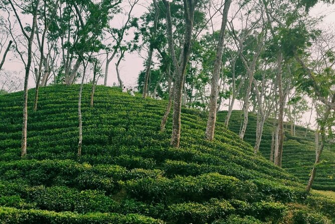 Full Day Sreemangal Tea Garden & National Park Hiking Tour - Tea gardens from the road to Madhabpur Lake