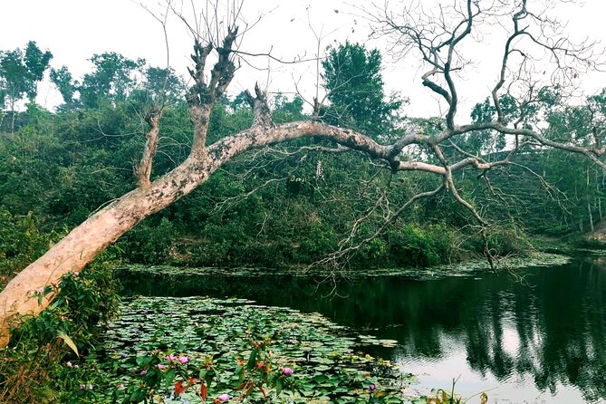 Full Day Sreemangal Tea Garden & National Park Hiking Tour - What the guides add to the experience