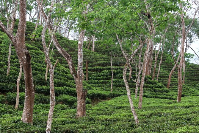 Full Day Sreemangal Tea Garden & National Park Hiking Tour - Transport, meals, and the nine-hour schedule