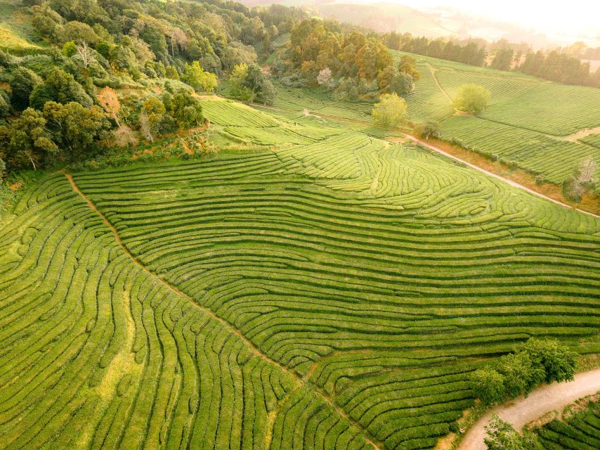 Furnas: Tea Plantations, Lake and Volcano Guided Tour - Caldeiras and Furnas Lake