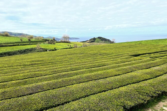 Furnas Vale, Gorreana Tea Factory Private Van Tour - From Santa Barbara’s black sand to the north coast