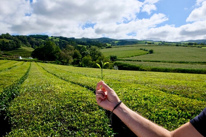 Furnas Volcano & Tea Plantation With Traditional Lunch, East Tour - Lagoa das Furnas turns geology into lunch
