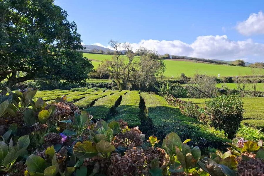 Furnas: Volcano Wonders, Tea Plantation & Waterfall Tour - What this São Miguel day tour does well
