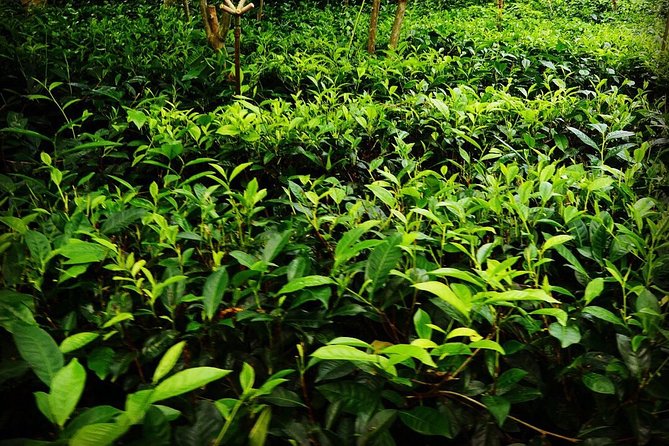 Galle Day Tour and Tea Plantation from Bentota & Other Places - Habaraduwa turtle hatchery and conservation
