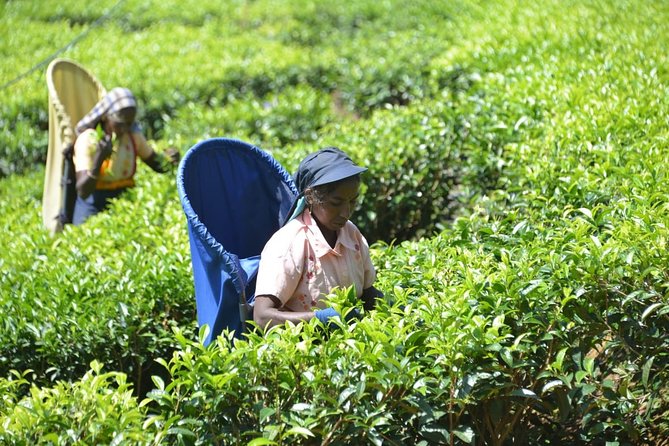 Galle Day Tour and Tea Plantation from Bentota & Other Places - Koggala stilt fishermen, tradition and presentation