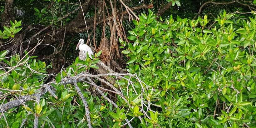 Galle Day Trip with River Safari, Sea Turtles & Tea Factory - Key points at a glance