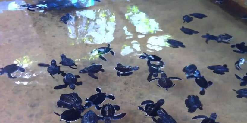 Galle Day Trip with River Safari, Sea Turtles & Tea Factory - Tea plantation and factory: from leaf to cup