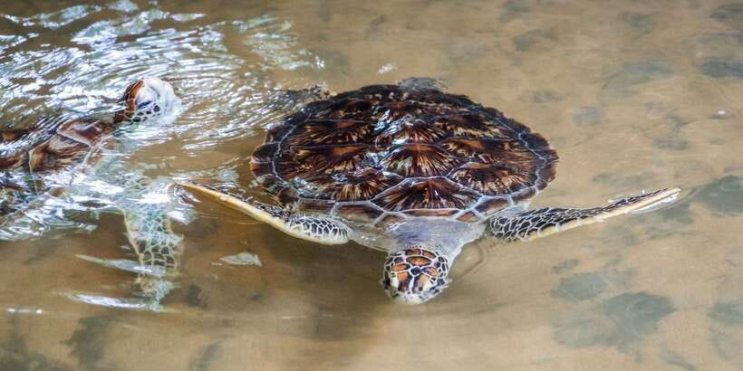 Galle Day Trip with River Safari, Sea Turtles & Tea Factory - A Buddhist temple and the quieter side of Sri Lanka