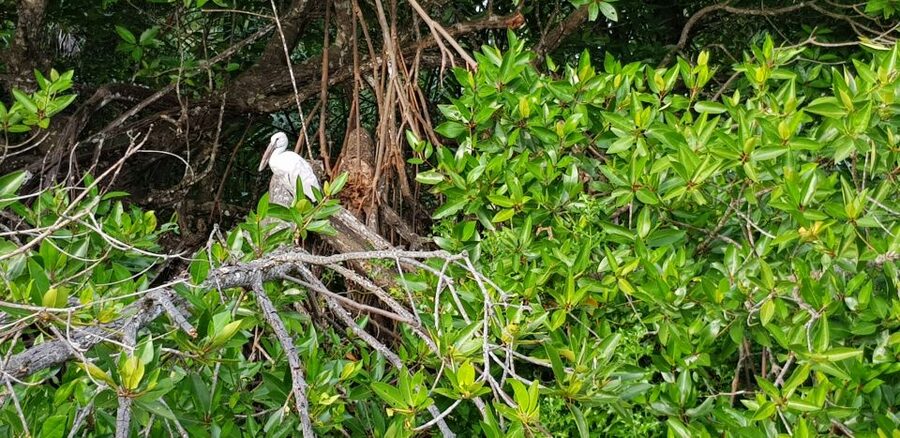 Galle Day Trip with River Safari, Sea Turtles & Tea Factory - Sea turtle conservation on the coast
