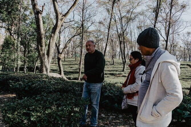 Guided Tour to Palampur-Monasteries, Temple & Tea Gardens visit - The Palampur Co-operative Tea Factory