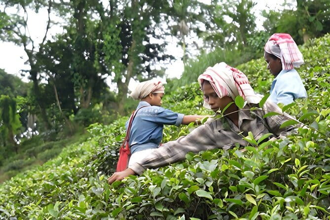 Guwahati Tea Garden tour @ Amchong - Key points to know before booking