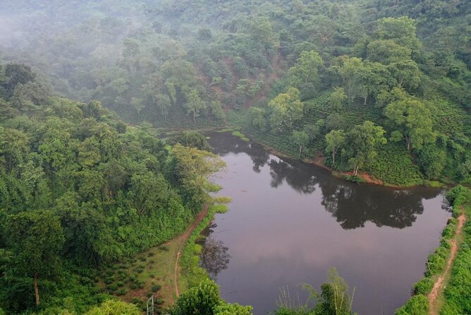 Guwahati Tea Garden Tour with Lunch & Hi Tea (Premium Experience) - Walking Through the Nursery and Tea Fields