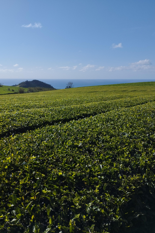 Half Day Fire Lake, Pineapple & Tea by SUV - A Arruda Pineapple Plantation