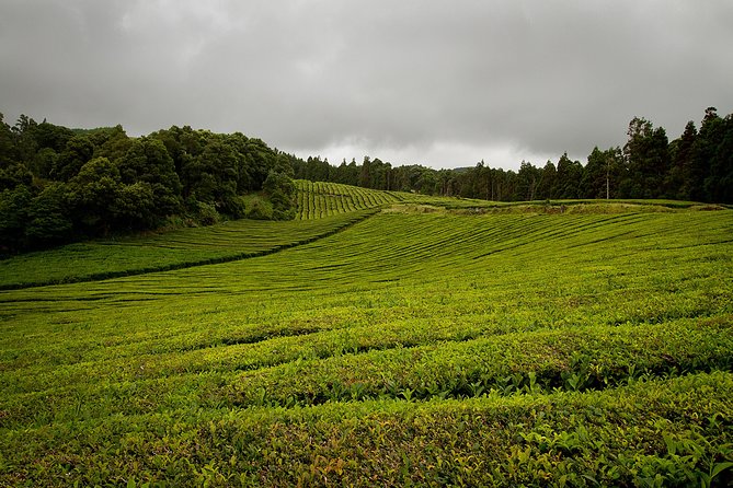 Half day Gorreana - Pedestrian Walk and Tea Tasting (Min. 2 persons) - Key points to know before booking