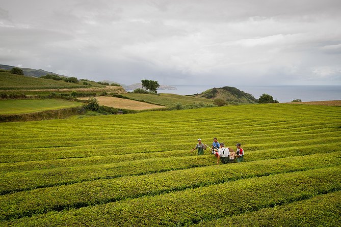 Half day Gorreana - Pedestrian Walk and Tea Tasting (Min. 2 persons) - Why Gorreana makes such a good half-day outing
