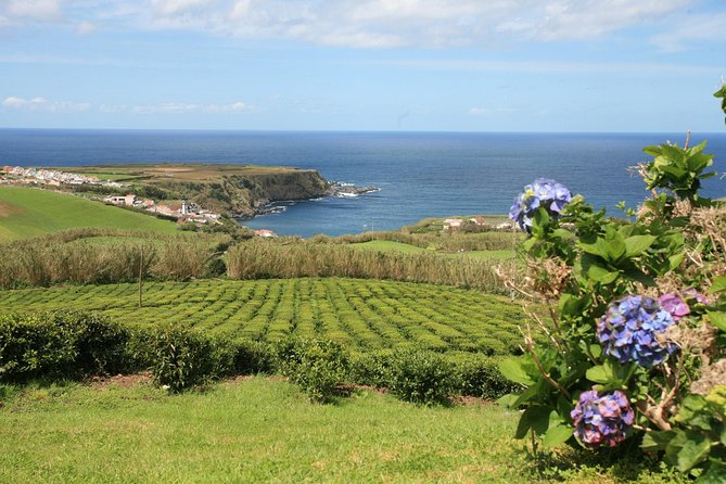 Half day Gorreana - Pedestrian Walk and Tea Tasting (Min. 2 persons) - What the tea tasting is really like