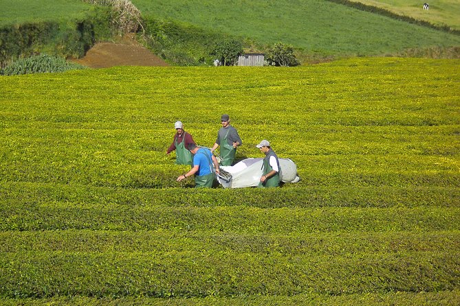 Half day Gorreana - Pedestrian Walk and Tea Tasting (Min. 2 persons) - Price, timing, and overall value
