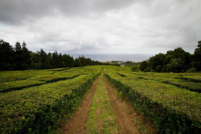 Half day Gorreana - Pedestrian Walk and Tea Tasting (Min. 2 persons) - From Ponta Delgada to the north coast