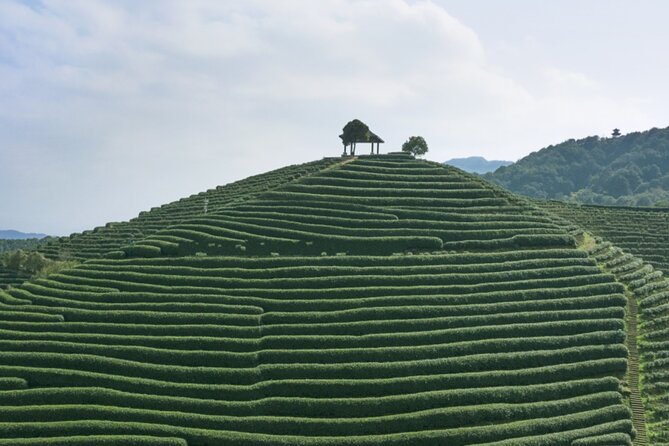 Half-Day Hangzhou Jiuxi Stream and Tea Plantation Experience - Morning or afternoon: choosing your timing